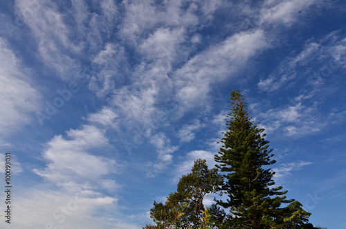 tree and blue sky