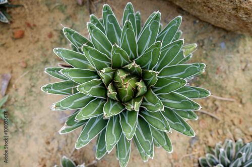 Agave victoriae-reginae