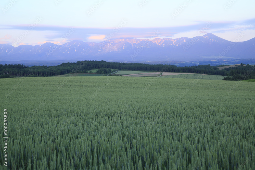 麦畑と夕焼けの十勝連山