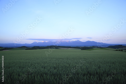 麦畑と夕焼けの十勝連山