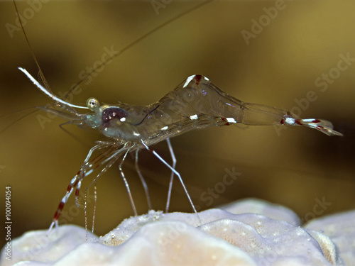 Bruun`s cleaning partner shrimp, Bruun`s Partnergarnele (Urocaridella antonbruuni) photo