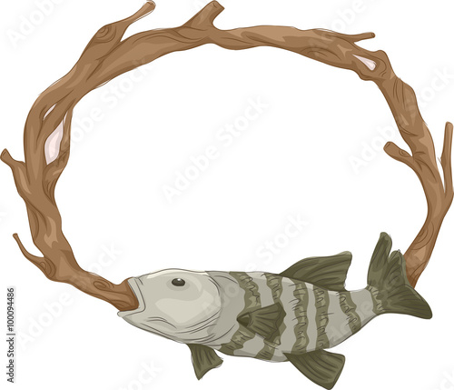 Frame Taxidermy Fish Mount
