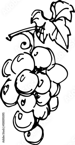 Grapes. Vector illustration