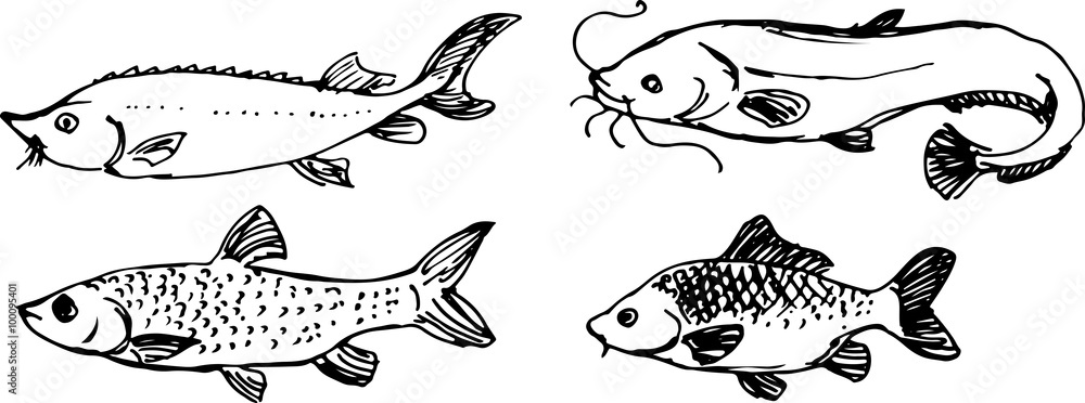 Obraz premium Fish set. Vector illustration