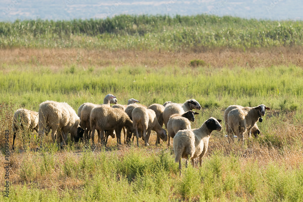 Sheep herd shepherds outside in the nature.
Sheep herd shepherds outside in the nature.