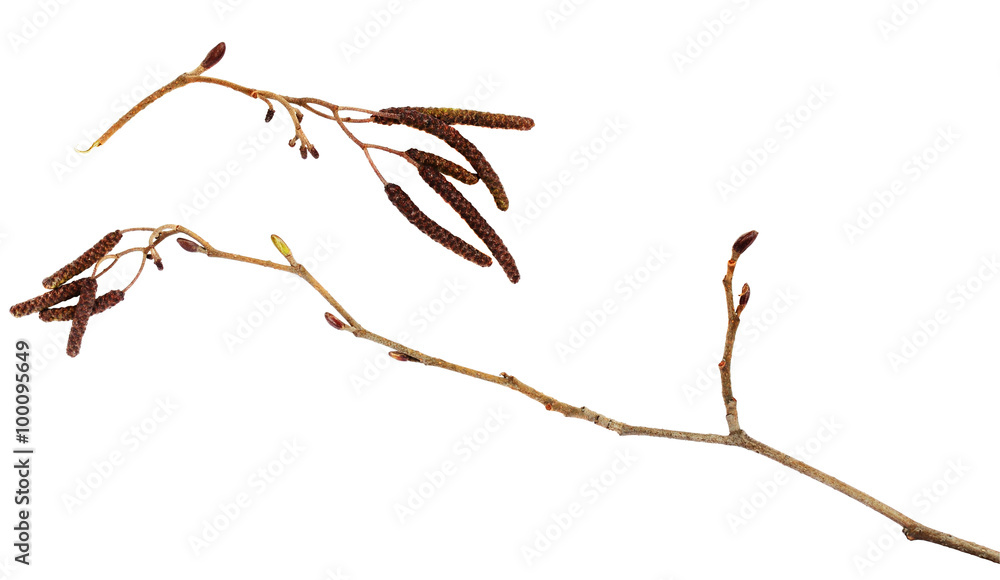 Obraz premium Dry branches of birch with catkins