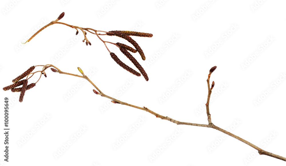 Naklejka premium Dry branches of birch with catkins