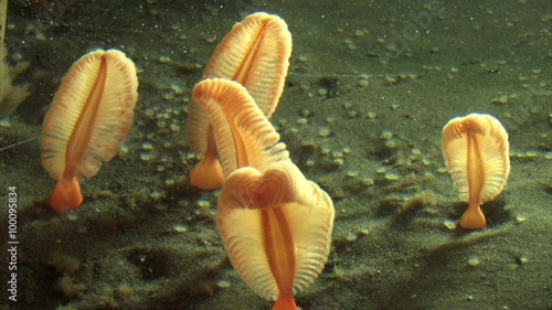 Sea Pen waving on the Ocean Floor Wide Angle 
