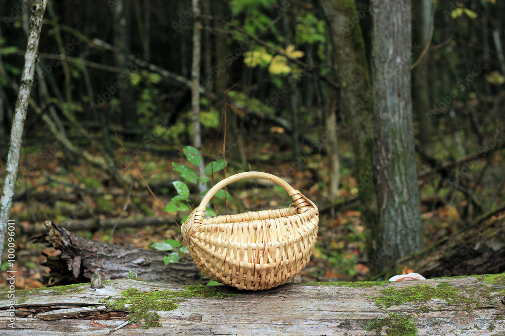 wooden wicker basket stands in the forest to collect mushrooms, berries and fruit in autumn