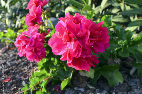 Fototapeta Naklejka Na Ścianę i Meble -  Geranium flowers in the garden close up.