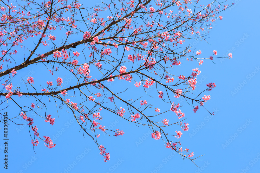 close up of beautiful blooming pink Wild Himalayan Cherry flower close up of beautiful blooming pink Wild Himalayan Cherry flower