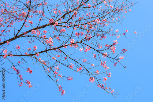 close up of beautiful blooming pink Wild Himalayan Cherry flower