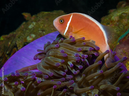 Foto Pink Skunk Clownfish (Amphiprion perideraion)