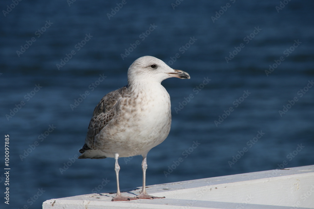 Möwe auf der Seebrücke Möwe auf der Seebrücke