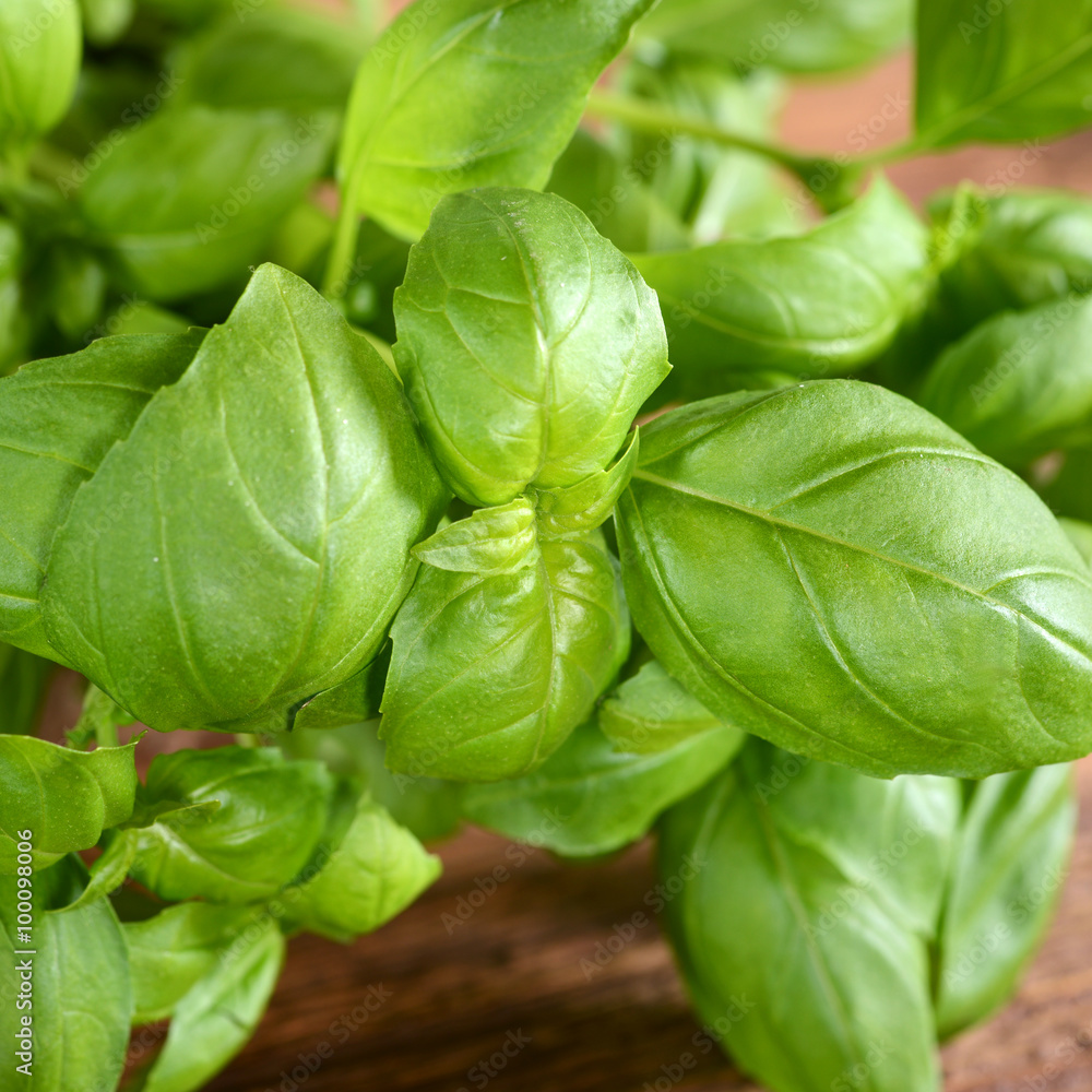 Obraz premium basil on wooden background