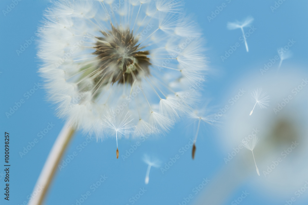 Obraz premium たんぽぽの綿毛