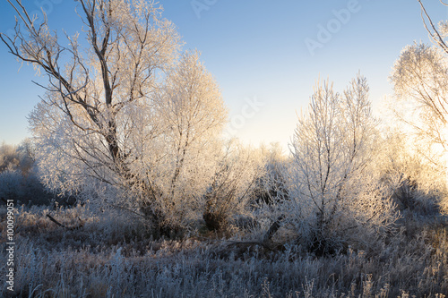 Frosty morning