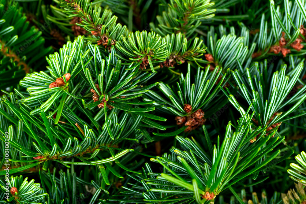 Fir tree Fir tree