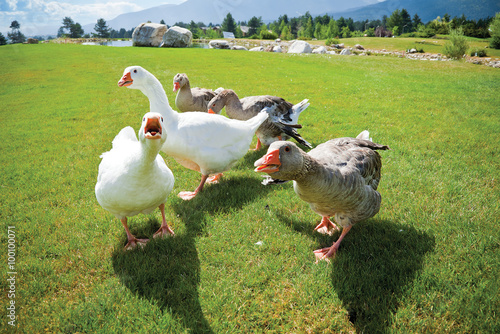 gang geese attack anger