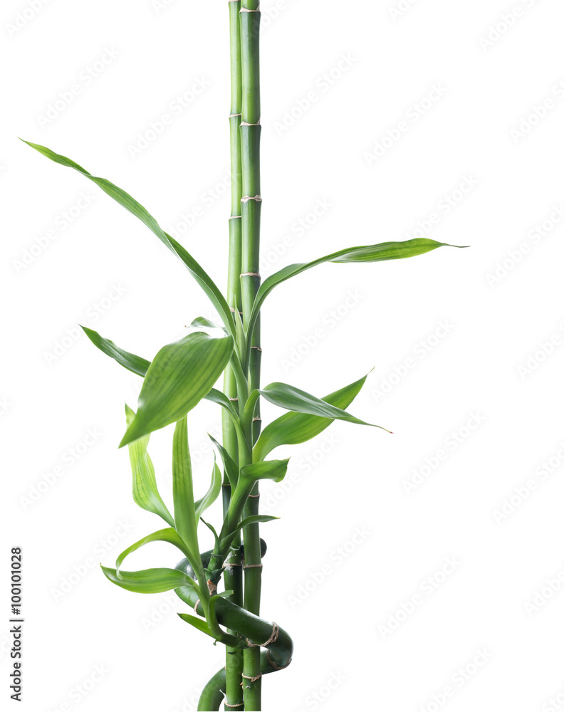 Naklejka premium Bamboo isolated on white background. Dracaena braunii