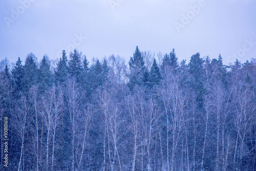 forest in wintertime 
