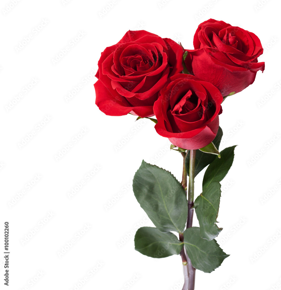 Fototapeta premium Three dark red roses isolated on white