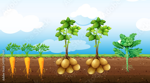 Many vegetables growing on the farm