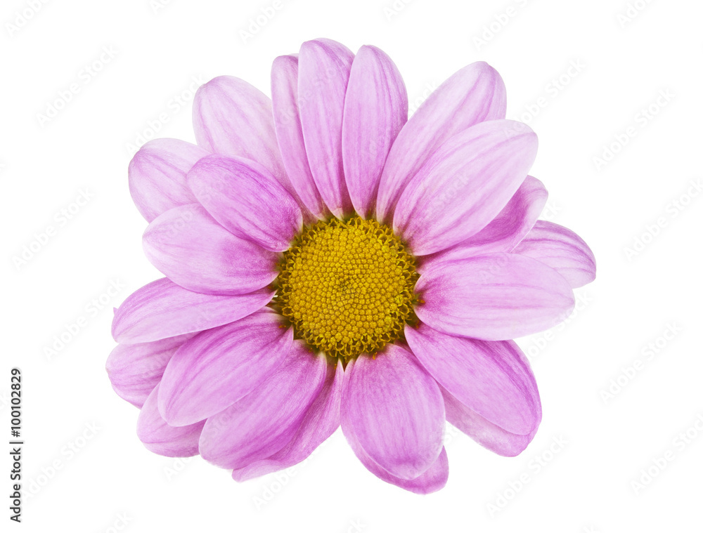 Pink chrysanthemum flower isolated on white background