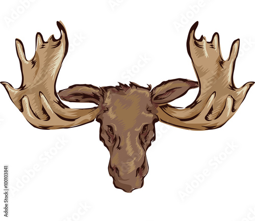 Moose Head