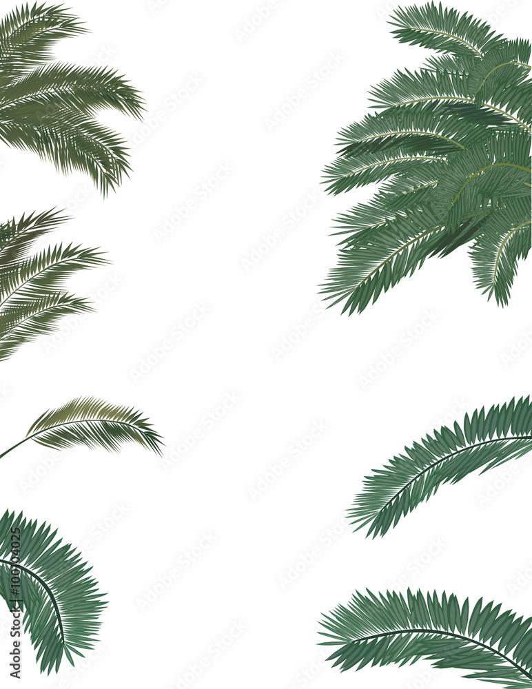 green lush palm tree foliage isolated on white