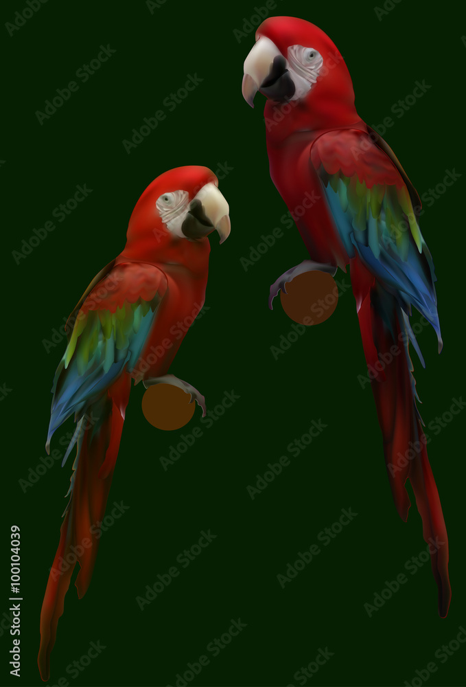 Fototapeta premium two red parrots isolated on green