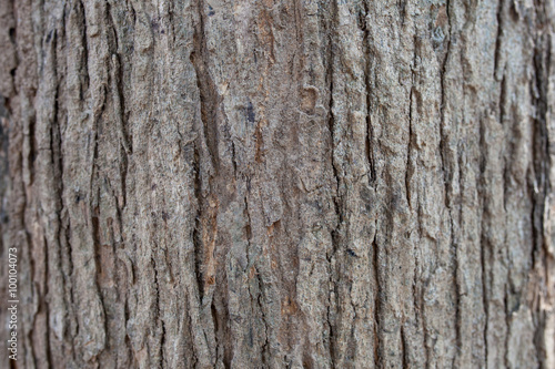 bark of tree texture