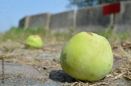 Green apples lying on the ground
