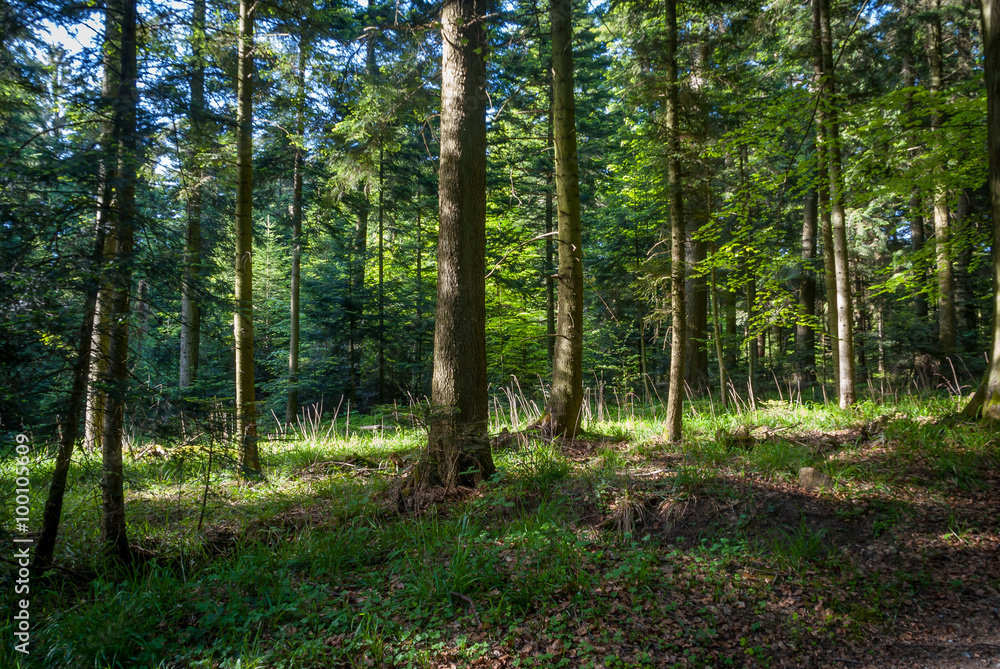 Waldlichtung im Frühsommer