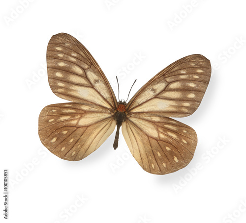 Brown butterfly isolated on white
