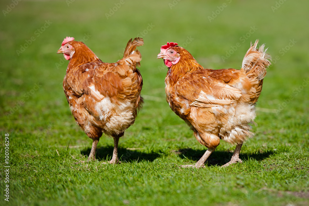 Fototapeta premium two chickens on grass