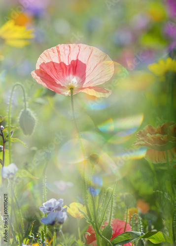 Fototapeta Naklejka Na Ścianę i Meble -  summer meadow with red poppies
