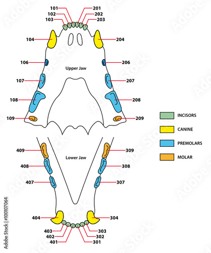 construction of a cats teeth dental formula