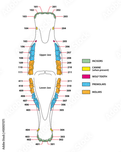 construction of a horse teeth dental formula