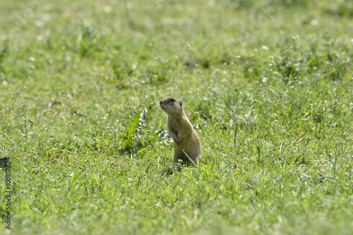 cute European ground squirrel on field (Spermophilus citellus)