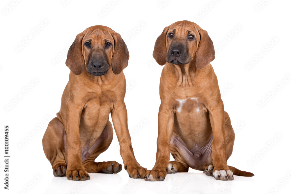 two rhodesian ridgeback puppies sitting on white