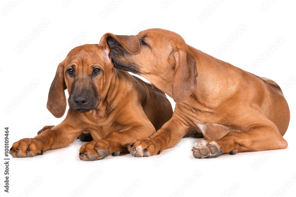 two adorable puppies on white