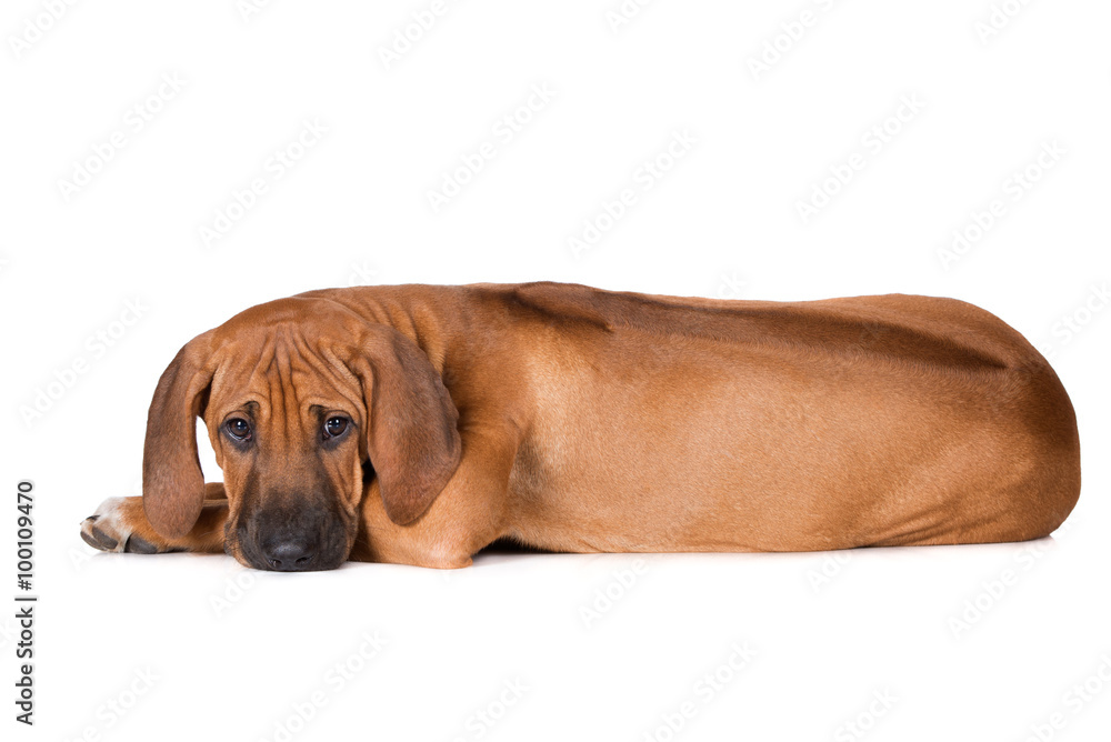 rhodesian ridgeback puppy lying down on white