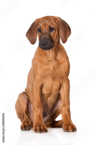 rhodesian ridgeback puppy sitting on white