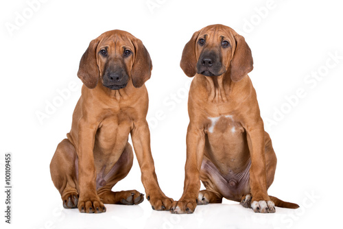 two rhodesian ridgeback puppies sitting on white