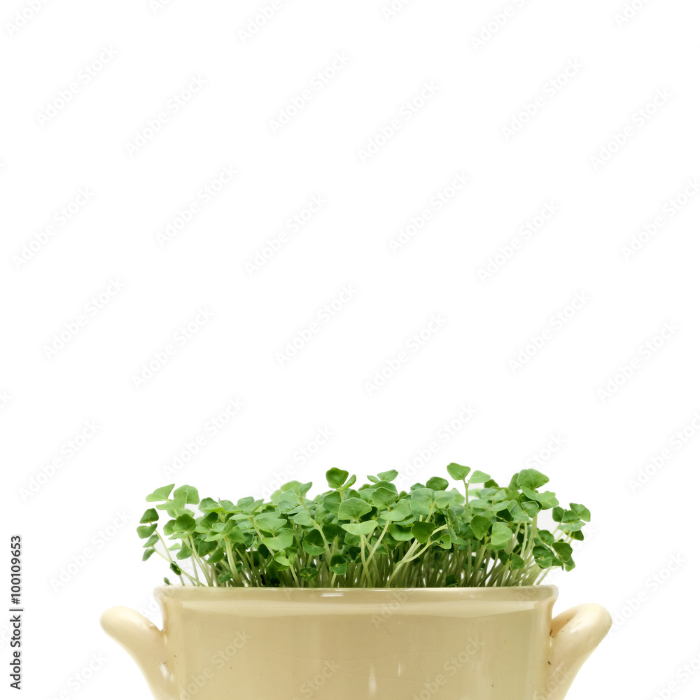 Fototapeta premium Green chia sprouts in a pot on a white background