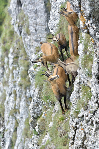 chamois with puppy escapes amid the high rock mountain