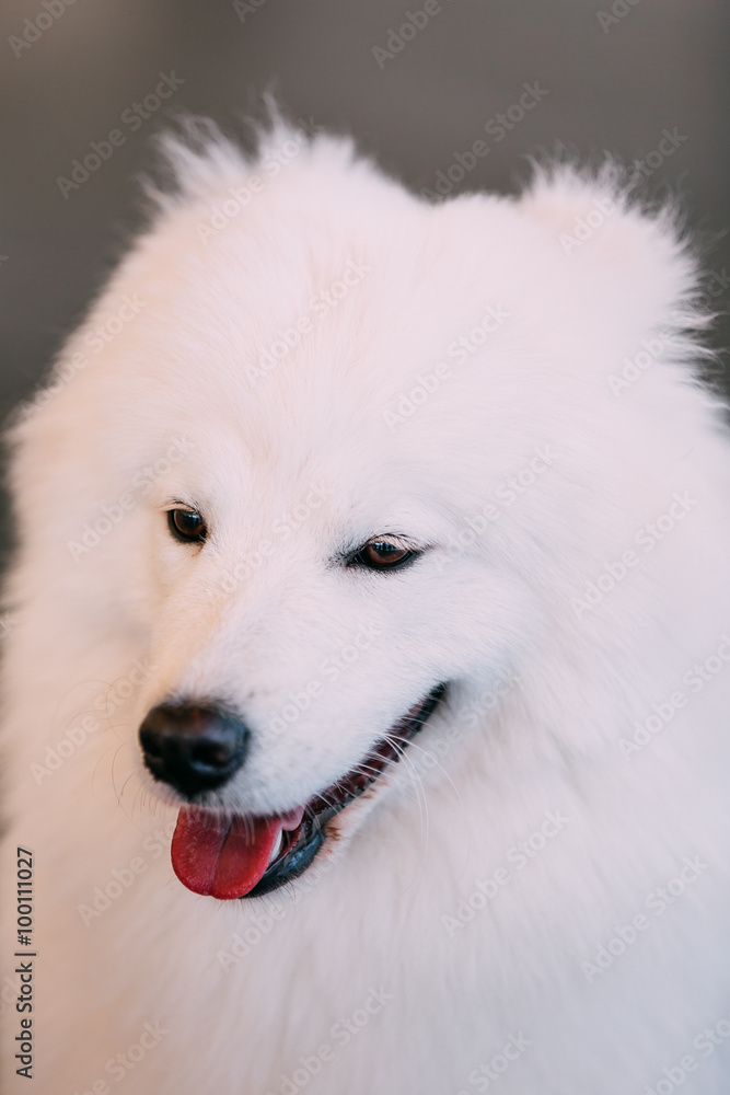 Happy White Samoyed Dog Close Up Portrait