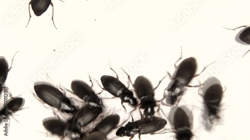 Black bugs isolated on white photo