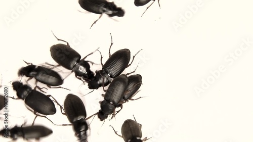 Black bugs isolated on white